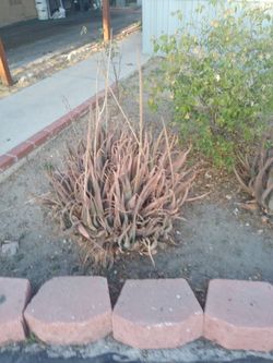 Aloe vera and palm plants