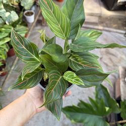 5” Aglaonema red vein