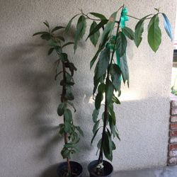 Guayaba  Or Avocado Tree