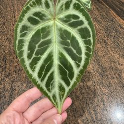 Anthurium ‘Silver Blush’ x ‘Michelle’ hybrid - Live Plant