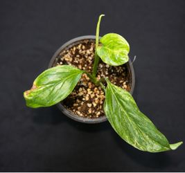 Monstera Laniata Mint