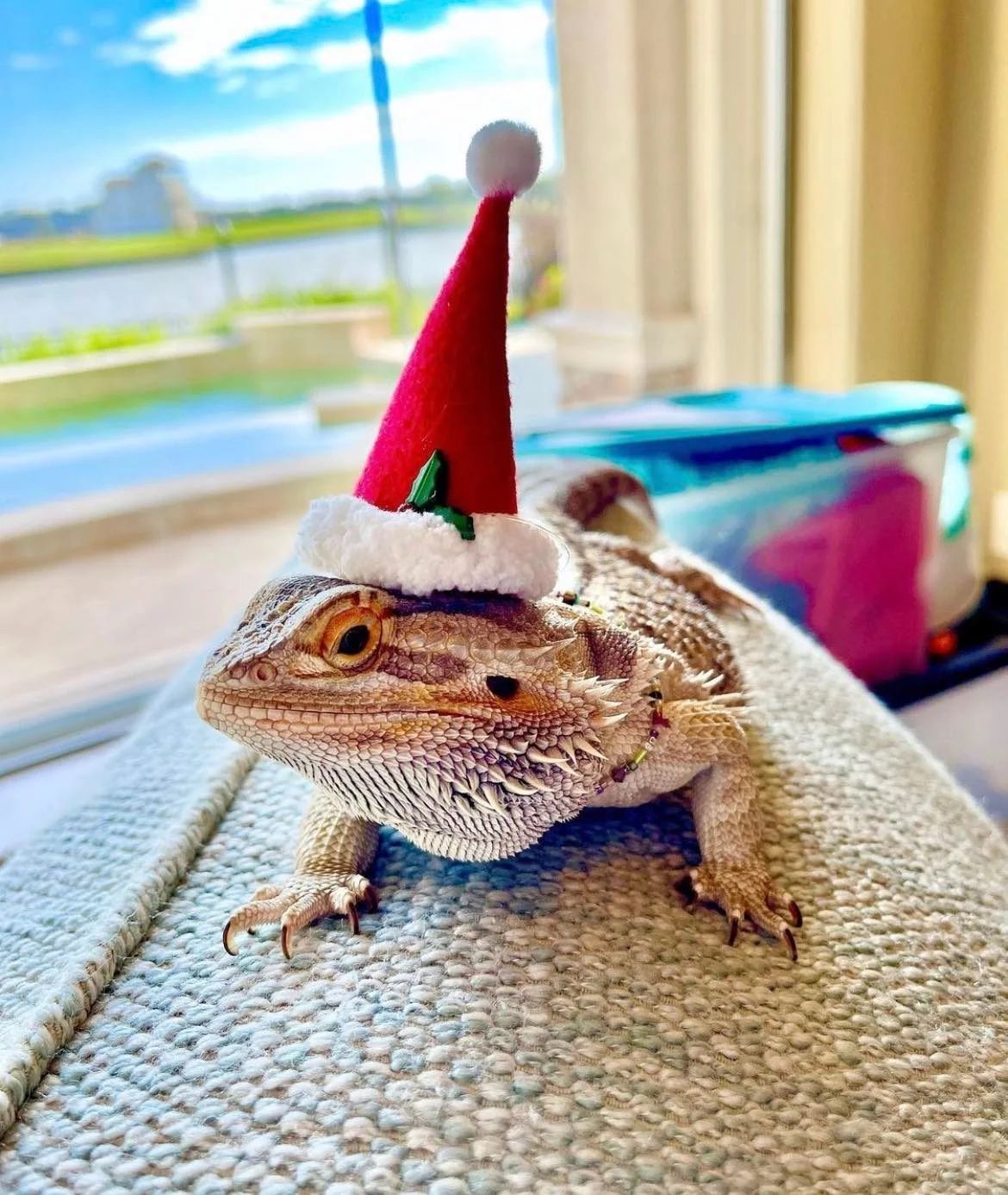 Reptile Santa Hat
