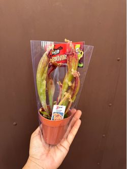 3” pitcher plant