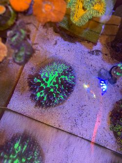 Free coral