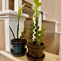 Live Ric Rac Fishbone Cactus Plant $15 Each With A Ceramic Pot & Saucer (Please Read Full Description)