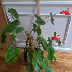Household Plant Flamingo Flower Red Heart 