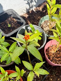 Milkweed Plants