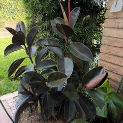 Rubber plants tree
