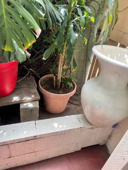 Big plants for sale with Pots