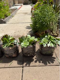 Beautiful Assorted Succulents for Sale!