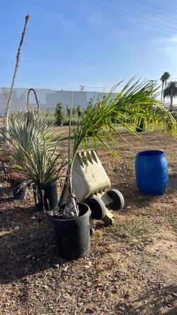 Queen palm