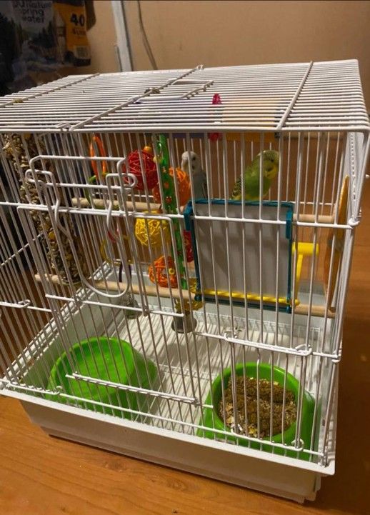 Parakeet Cage, Food, Snacks, Toys, Bowls