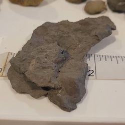 Shell Fossil