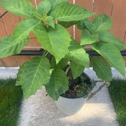 Angels Trumpet 