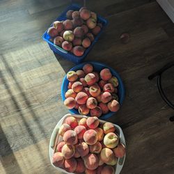Peaches For Sale