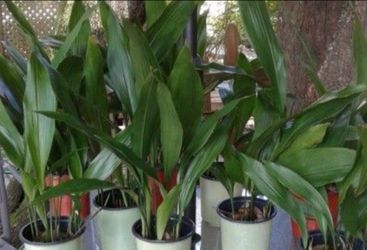 Cast Iron Plants