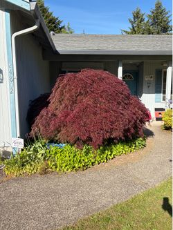 Japanese maple excellent condition!