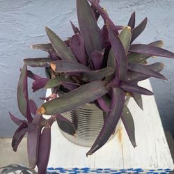 Different Plant $10 Each