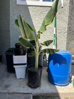 Banana tree