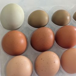 Rainbow Eggs 