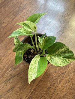 Marble queen pothos plant + free bird of paradise plant starter