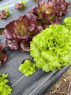 Fresh lettuce