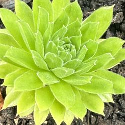 Succulents