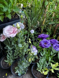 Lisianthus flower