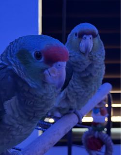 Parrots