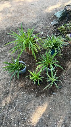 Spider Plants
