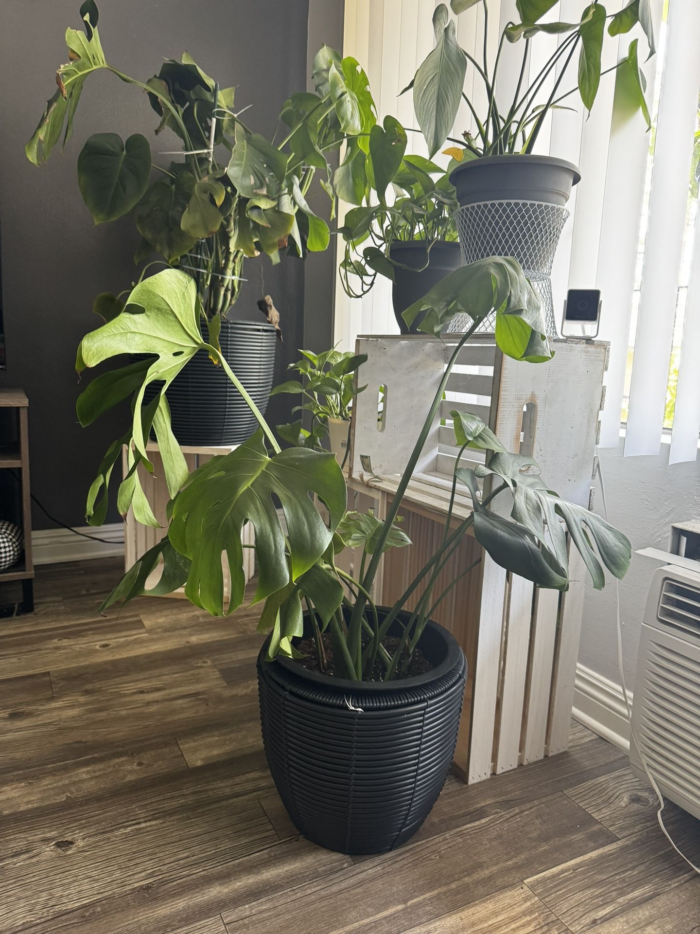 Moving…. Plant Lovers- Must Pick Up In Santee