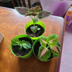 Beautiful Coleus Plants 6 Inch Pots All For