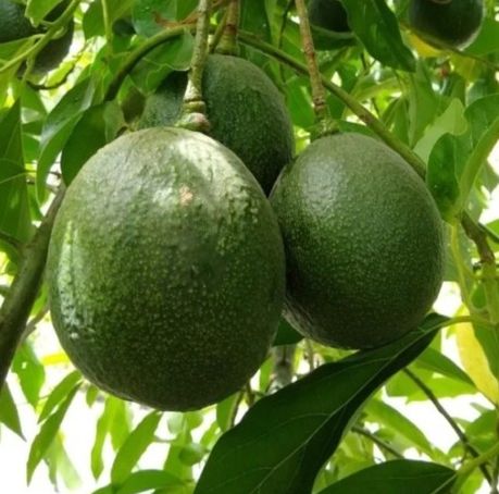 Avocado, Cherry, Mango, Apple, Nectarine, Apricot, Plum, Peach  Trees