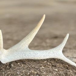 Antler Shed