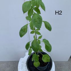 H2- Holly Basil Plant 