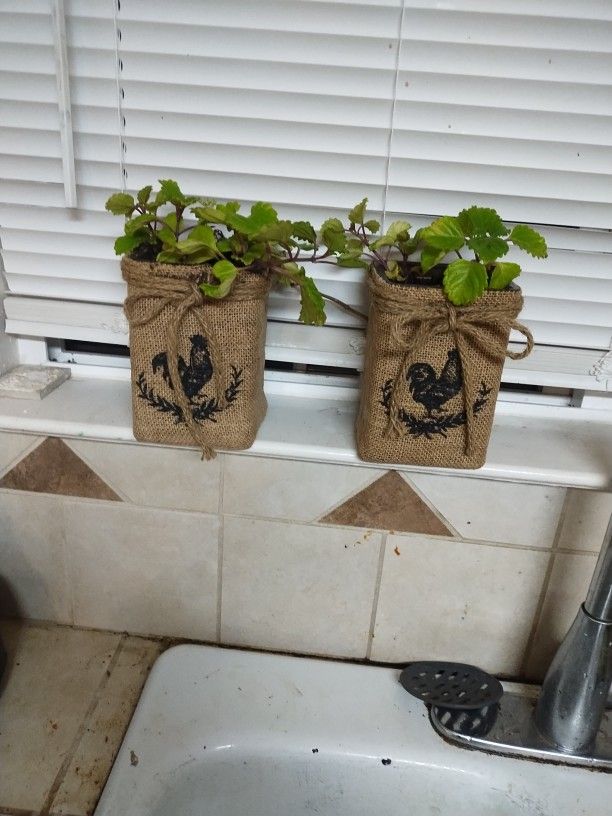 Very nice Two Pots Burlap rooster comes hard to find real live Creeping Charlie Plant.
