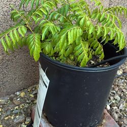Curry Leaf Plant
