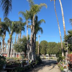 Queen Palm Lots To Pick From