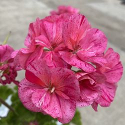 Uncommon Rare Geranium Mosaic Outdoor Small Plant, In 6 Inch Pot Pick Up Only