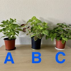 Coleus, $10 Each