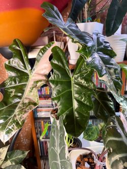 Pseudo Sanderiana pink variegated