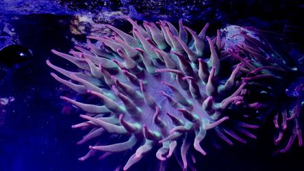 rainbow bubble tip anemone saltwater coral fish tank