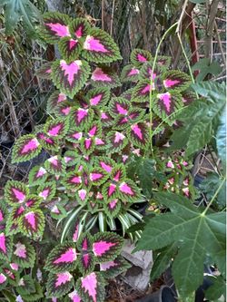 Plant
