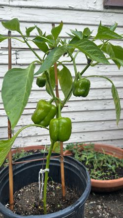 24 Inch Bell Pepper