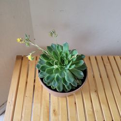 Succulent Plant!