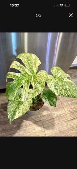 Big Monstera Mint