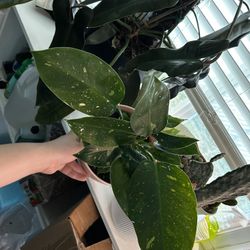 PHILODENDRON VARIEGATED GREEN CONGO ‘COPPER FLAME’ rare plant 