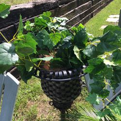 Wrought Iron And Wicker Plant Holder