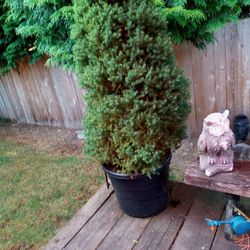 Evergreen Trees