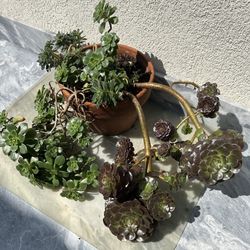 Succulent 